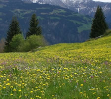'Dandelions: Two photos of a Swiss alpine meadow taken three weeks apart'